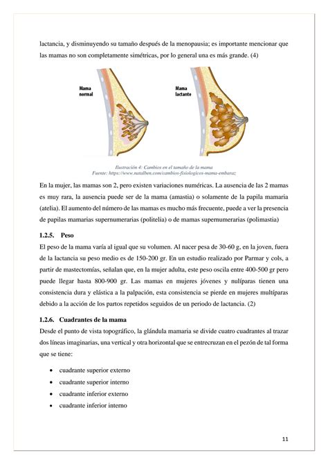 SOLUTION Anatomia Histolog A Y Fisiolog A De Gl Ndula Mamaria 2