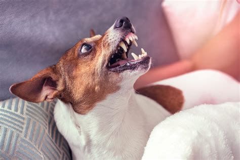 How To Socialize An Aggressive Dog Guide For All Dog Owners