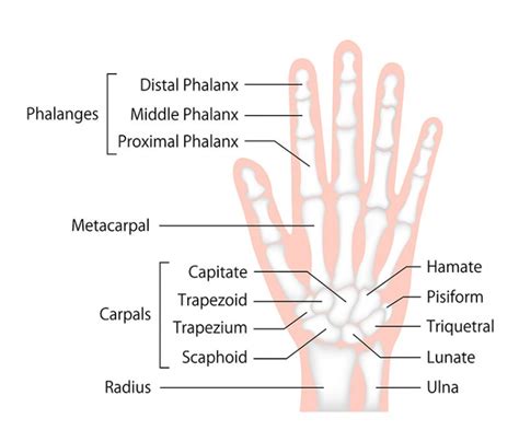 Fingerknochen Aufbau Funktion Krankheiten MedLexi De