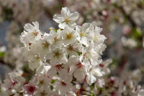 Flores De Cerezo P Talos Foto Gratis En Pixabay Pixabay