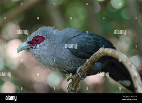 Beautiful Of Green Billed Malkoha Phaenicophaeus Tristis In Tropical