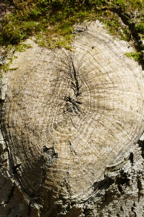 Free Images Nature Forest Rock Wood Hiking Leaf Trunk Moss