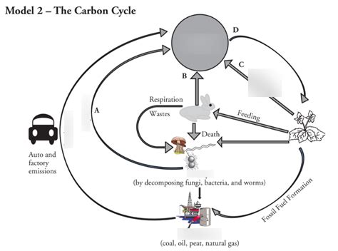 Carbon Cycle Diagram Diagram Quizlet