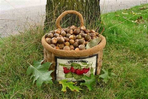 Wild Harvests: Percolation leaching Red Oak acorns