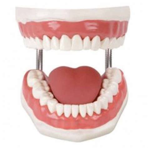 teeth model dental