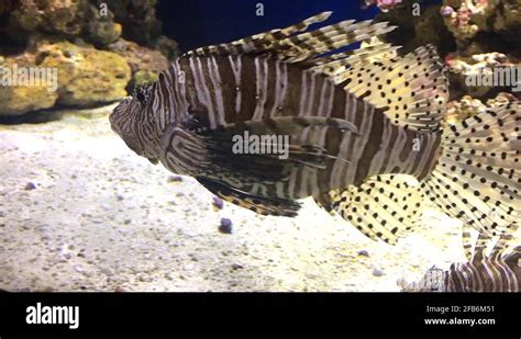 Cycloid fish scales Stock Videos & Footage - HD and 4K Video Clips - Alamy