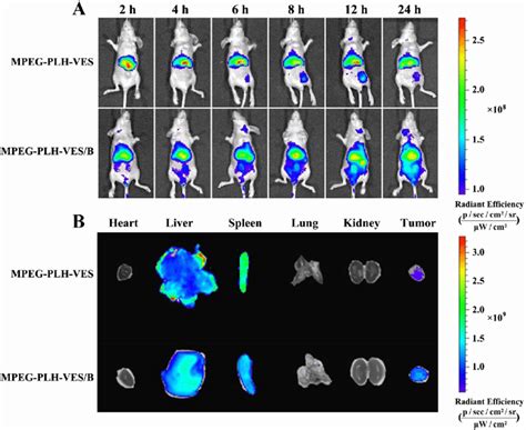 A In Vivo Imaging Of Mcf Adr Tumor Bearing Nude Mice Injected With