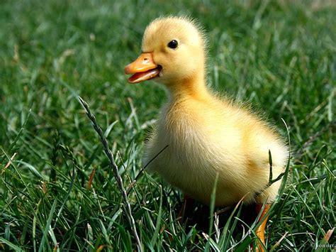 Cute Yellow Duckling Little Duck Ducks Gallery Mallard And Mandarin