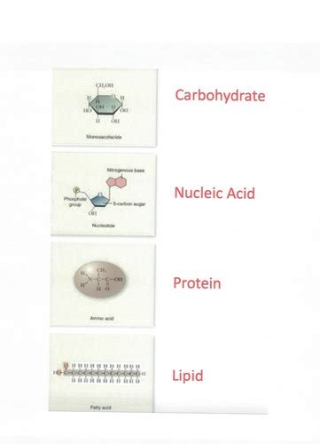 Micro Exam 1 Flashcards Quizlet