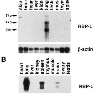 Primary Structure Of The Rbp J Like Gene A Nucleotide And Deduced