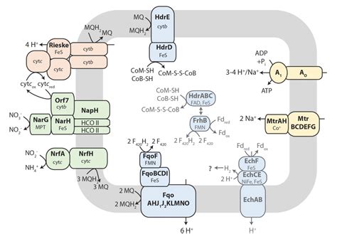 Figure From A Metagenomics Based Metabolic Model Of Nitrate Dependent