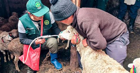 Huancayo Dosificaron A 1500 Ovinos En Chupuro Para Mejorar La Sanidad