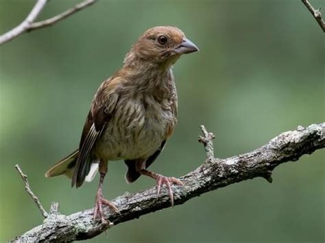 Eastern Towhee - NestWatch