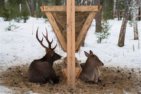 Ultimate Guide to Choosing the Best Deer Feeder - https://bravehunters ...