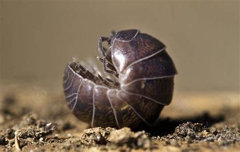 Rolly Polly Pillbugs Aren't As Harmless As You May Think - Innovative ...