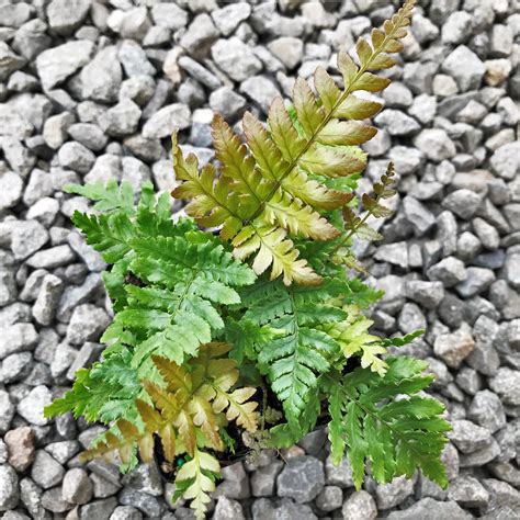 Dryopteris Erythrosora Autumn Fern 35 Pot Little Prince To Go