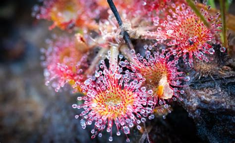 Sundew: From Carnivorous Plant to Time-Honored Medicine | Boiron USA