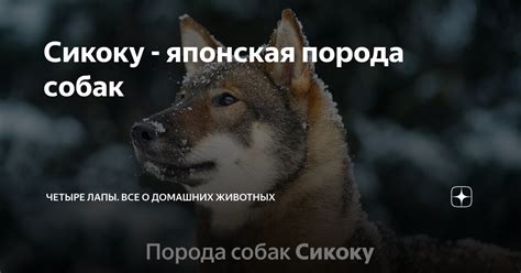 Сикоку - японская порода собак | Четыре Лапы. Все о домашних животных ...