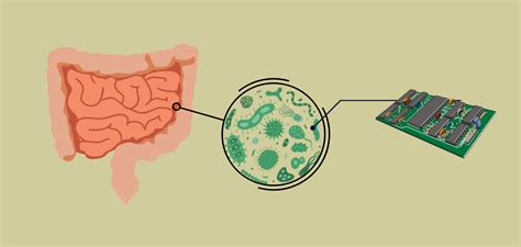 Gut On A Chip Recreating The Human Intestine Happiest Health