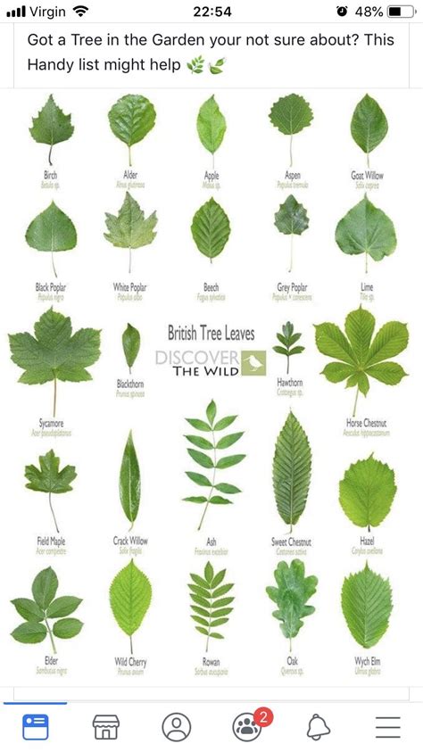 Free Printable Leaf Identification Chart