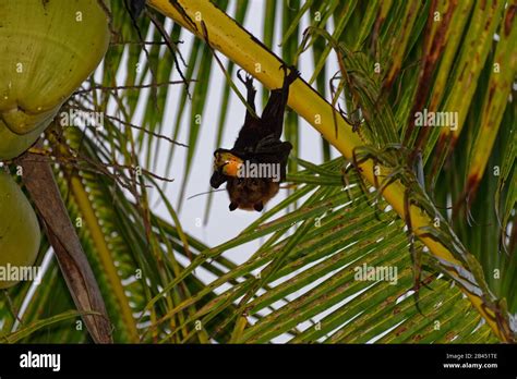 Pacific Flying Fox Pteropus Tonganus Hi Res Stock Photography And