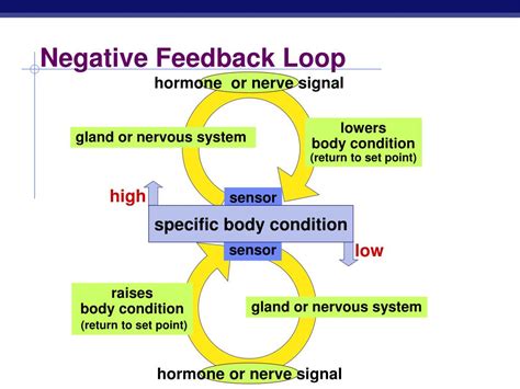 Negative Feedback Loop Example Everyday Life at Nicole Dodge blog