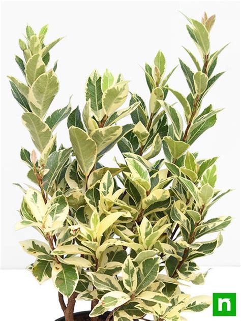 Buy Ficus Safari Ficus Benjamina Plant Online From Nurserylive At