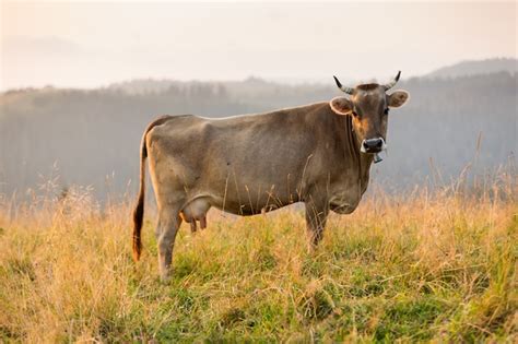 Vaca marrom em uma pastagem nas montanhas pouco antes do pôr do sol