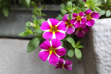 How To Plant And Grow Calibrachoa Million Bells