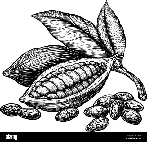 Feuilles De Cacao Et Fruits De F Ves De Cacao Illustration Vectorielle