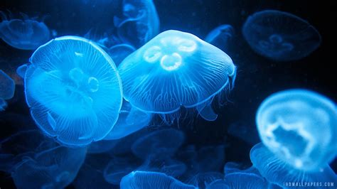 Glowing Jellyfish Wallpapers Images