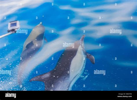 Beautiful Dolphin Watching At Los Angeles Stock Photo Alamy