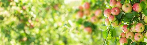 Buy Fruit Trees Online PlantNet Australia