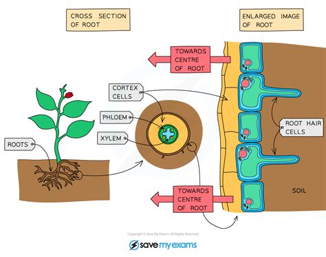 Edexcel IGCSE Biology 复习笔记 2 8 3 Water Movement in Flowering Plants 翰林国际教育