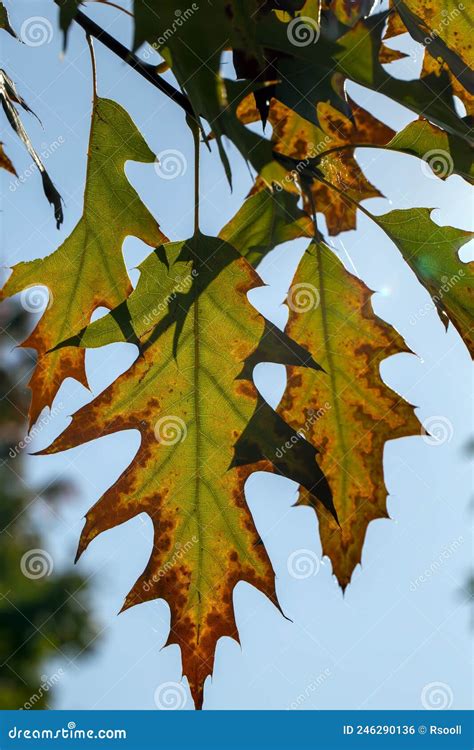 Oak Foliage Turning Yellow In Autumn During Leaf Fall Stock Photo