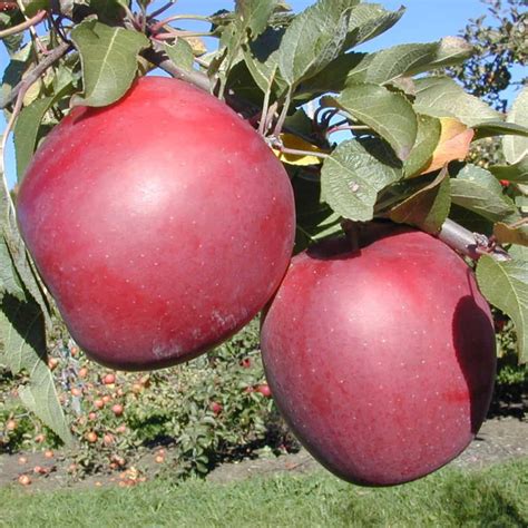 Enterprise Apple Tree For Sale 4 5ft Bareroot Organic