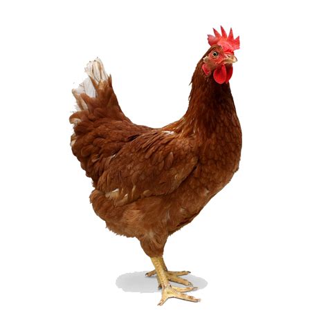 Chicken Bird Clear Transparent Png