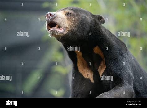 Malayan Sun Bear Stock Photo Alamy