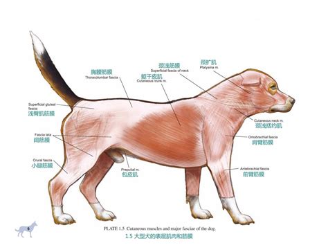 犬科肌肉结构 犬科骨骼 伤感说说吧