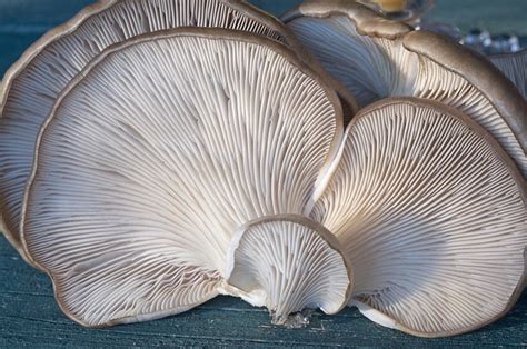 How To Identify Oyster Mushrooms Pleurotus Ostreatus