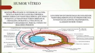 Embriologia Langman Capitulo Ojo Pptx