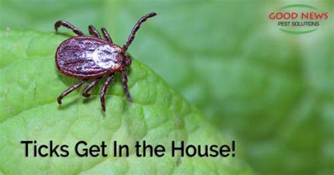 Ticks Getting Inside Pest Control In Venice Fl Good News Pest Solutions