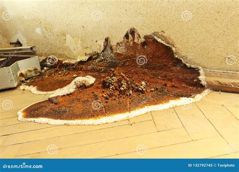 Dry Rot Fruiting Body Stock Image Image Of Eating Body 132792745