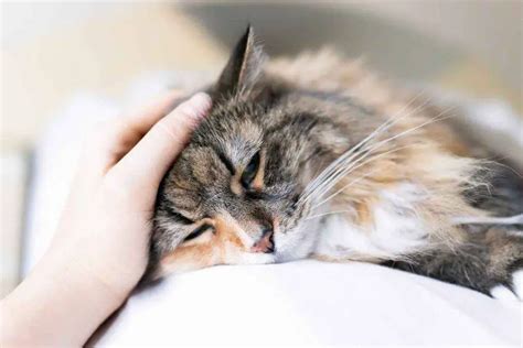 Enfermedades respiratorias en gatos los remedios naturales más