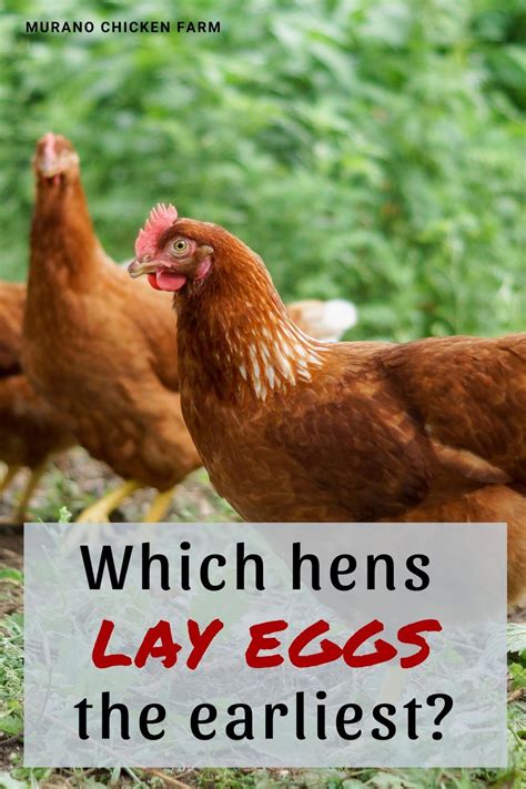 Which Hens Lay Eggs The Earliest Raising Backyard Chickens Egg Laying Chickens Hens