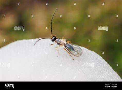 Braconid Wasp Braconidae Female Stock Photo Alamy