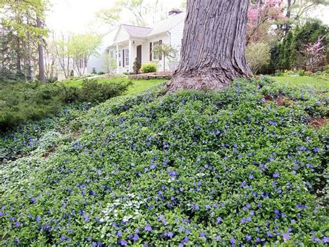 Vinca Minor Google Zoeken Plants Under Trees Ground Cover Plants