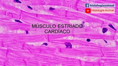 M Sculo Estriado Card Aco Cardiomiocitos Tejidos B Sicos Curso En