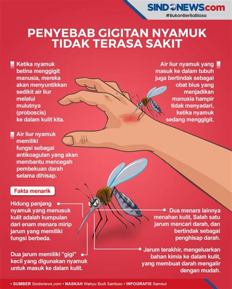 Sindo Hi Lite Tahukah Anda Kenapa Gigitan Nyamuk Tak Terasa Sakit