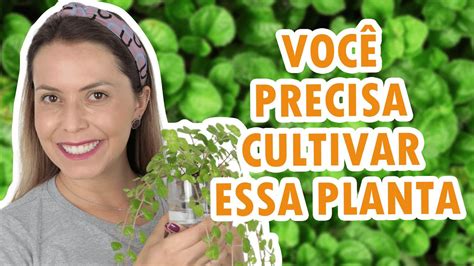 Dinheiro Em Penca Ou Tost O Todas As Dicas Para Cultivar A Planta Da